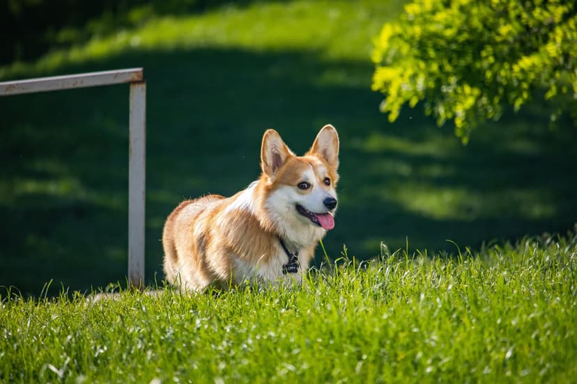 Pembroke Welsh Corgi with a happy expression sits in a sun-drenched field of lush and vibrant green grass.