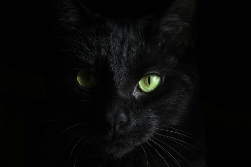 Black cat with piercing green eyes and sharp whiskers peers through a dark and shadowy nocturnal environment.