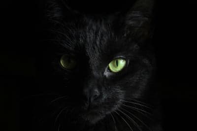 Mysterious Black Cat with Glowing Green Eyes