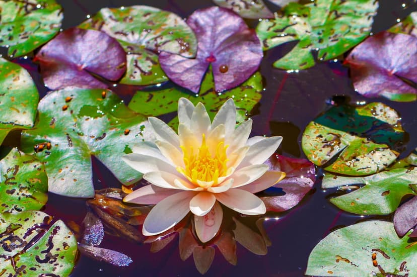 White water lily with a yellow center floats among green and purple lily pads on dark reflective pond water.