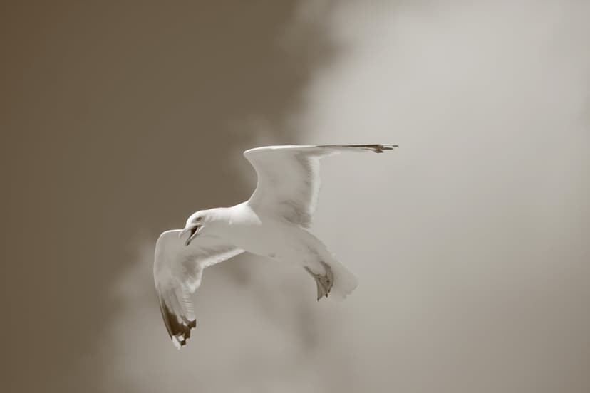 Seagull with spread white wings glides through a monochromatic sepia sky featuring soft, muted clouds.