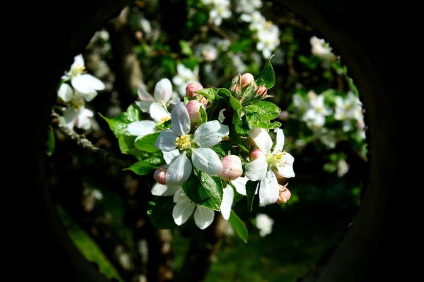 Apple blossoms with white petals and pink buds cluster on a branch against a deeply blurred green background.