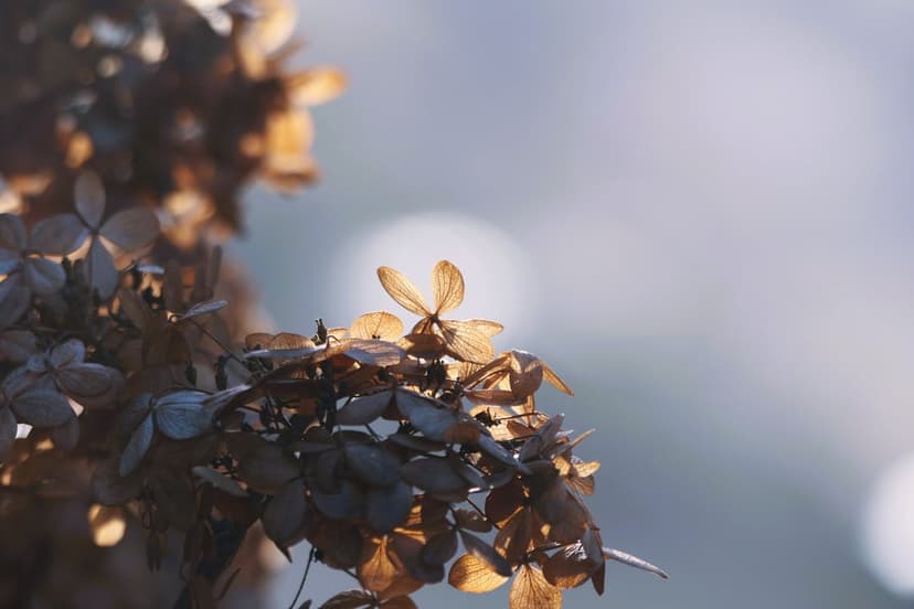 Dried hydrangea flower head with translucent brown petals glowing in warm sunlight against a blue bokeh background.