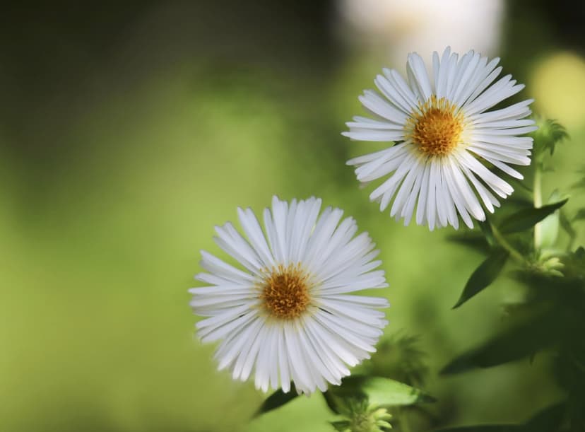 Pair of white daisies with yellow centers blooming in a blurred green garden with soft natural lighting.