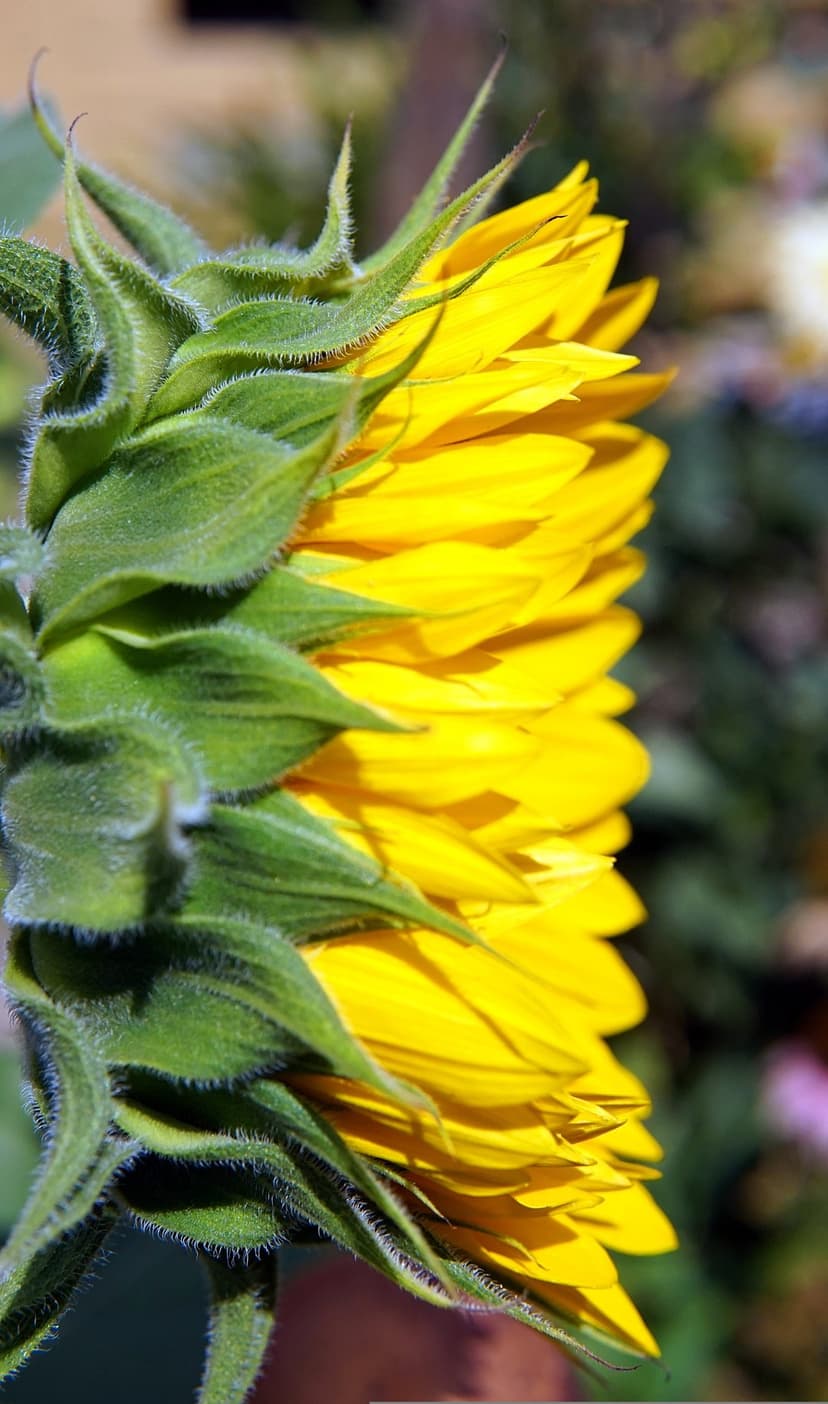 Sunflower bud with unfurling yellow petals and green sepals featuring fine white hairs against a blurred garden.