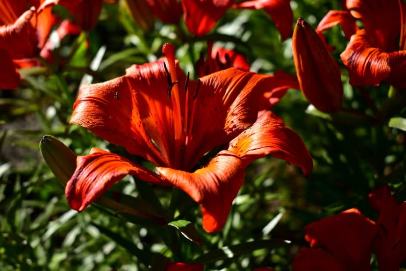 Orange lily petals with visible textures and patterns unfurl against a soft bokeh background of green leaves.