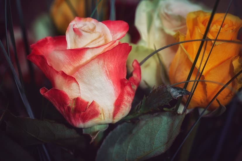 Bi-colored rose with red edges and white petals glows amidst yellow blooms in a soft-focus macro portrait.