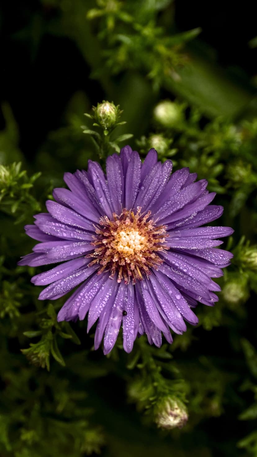Purple aster flower with water droplets on violet petals and a golden center against blurred green leaves.