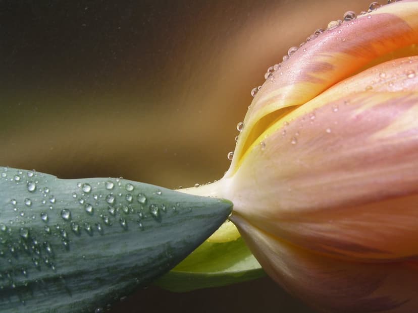 Pink tulip petals covered in clear water droplets with a soft blurred green background in a macro photograph.