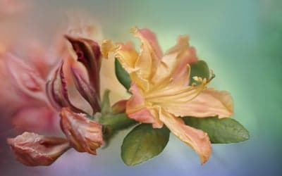 Soft Peach Azalea Bloom Portrait Phone Background