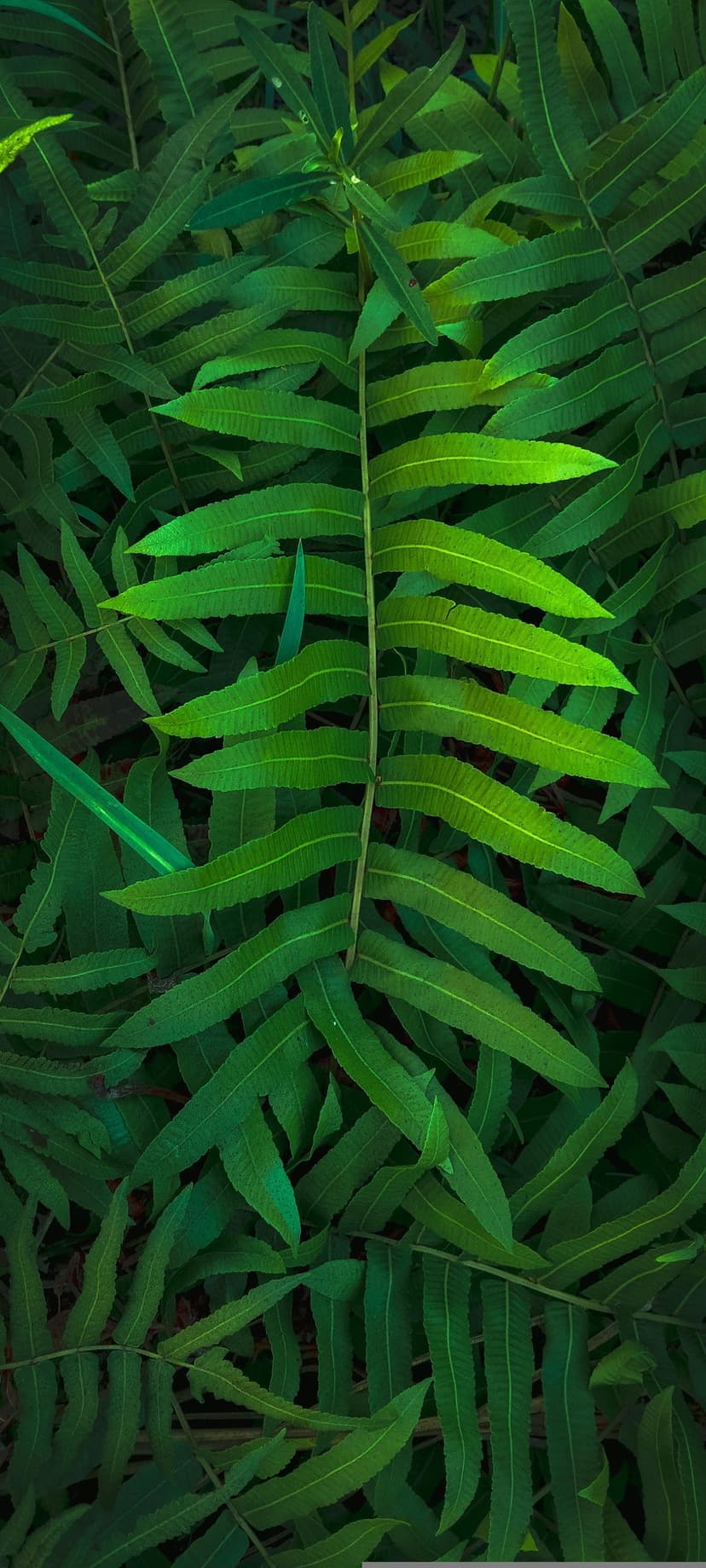 Emerald fern fronds with intricate leaf veins are bathed in soft golden sunlight within a deep green forest.