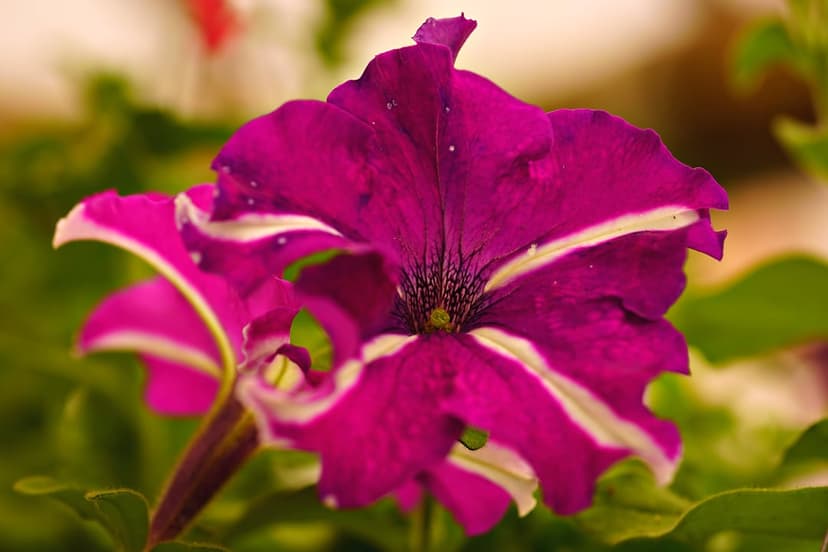 Pink and white striped petunia flower with tiny water droplets on velvety petals against a blurred background.