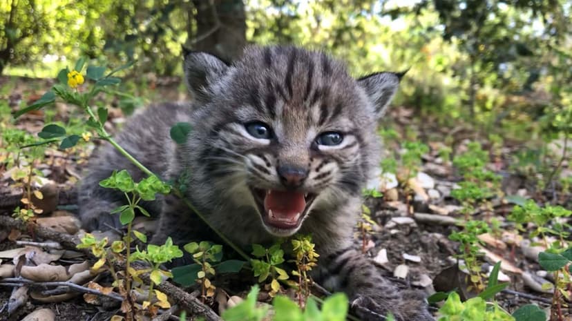 Baby bobcat with blue eyes and spotted fur yawns while lying on the green forest floor in soft sunlight.