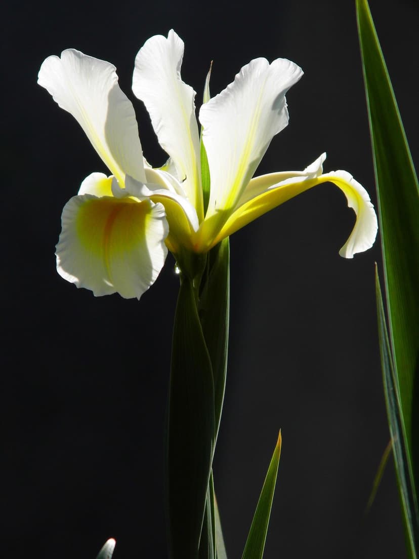 White iris flower with yellow accents and green leaves set against a solid black background in soft light.