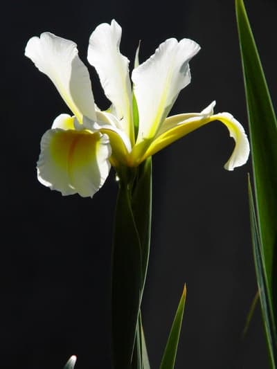 Elegant White Iris Flower Against Dark Background