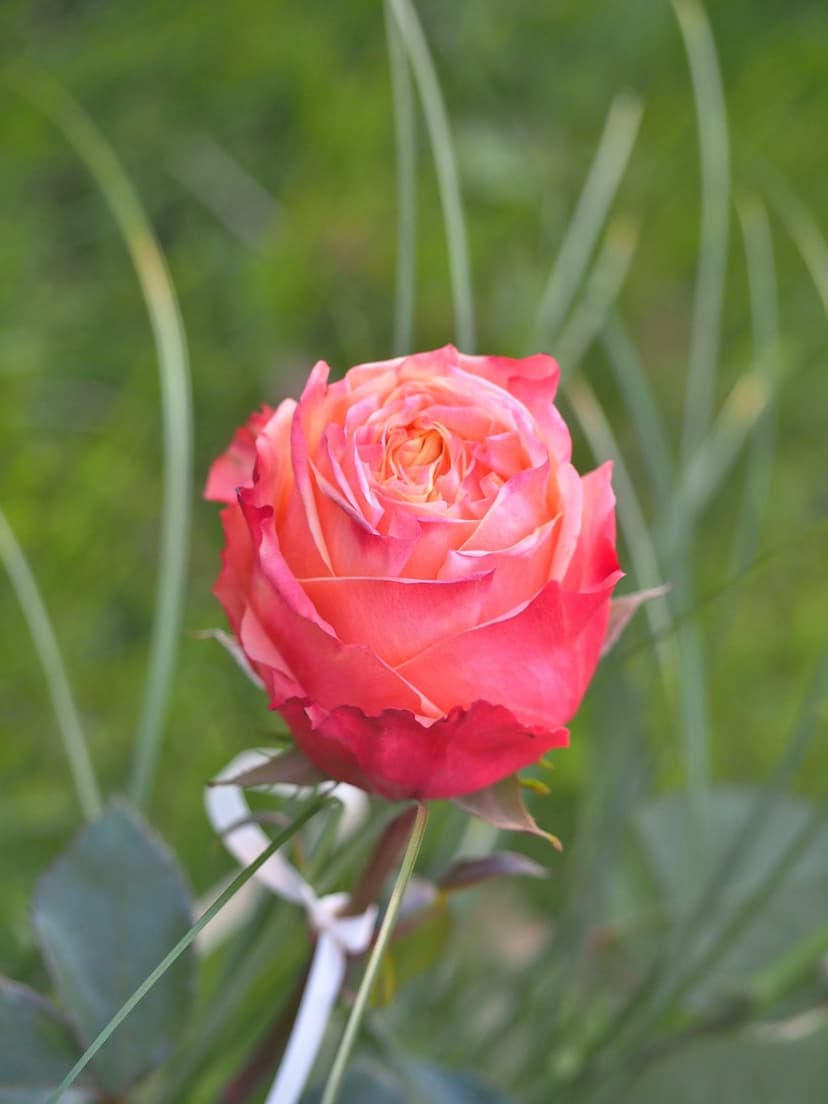 Pink rose with a white ribbon tied to its stem appears against a blurred background of vibrant green grass.