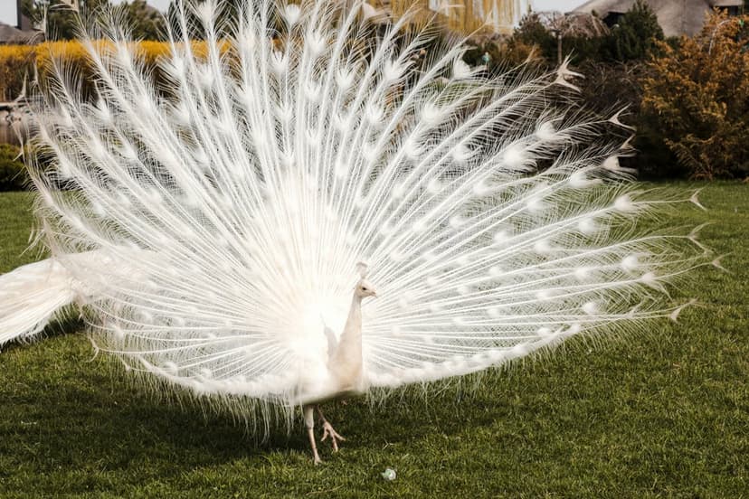 White peacock displaying its fan of ivory feathers on green grass under soft sunlight for a vertical screen view.