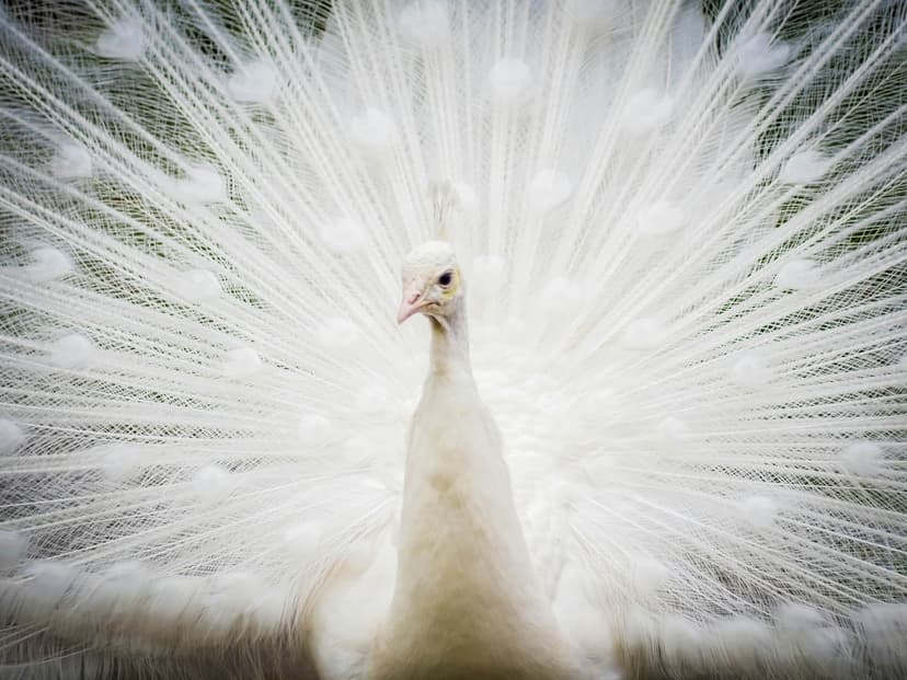 Albino peacock standing with fully spread white tail feathers fanned out in a wide, symmetrical display.