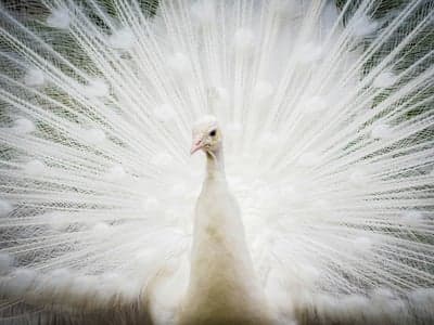 Majestic White Peacock Displays Its Full Plumage