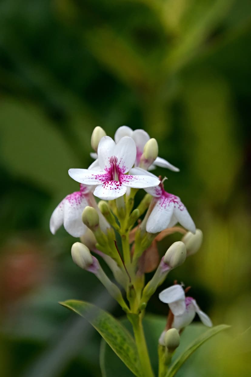 White flowers with magenta spots and purple-tipped buds appear against a blurred green foliage background.