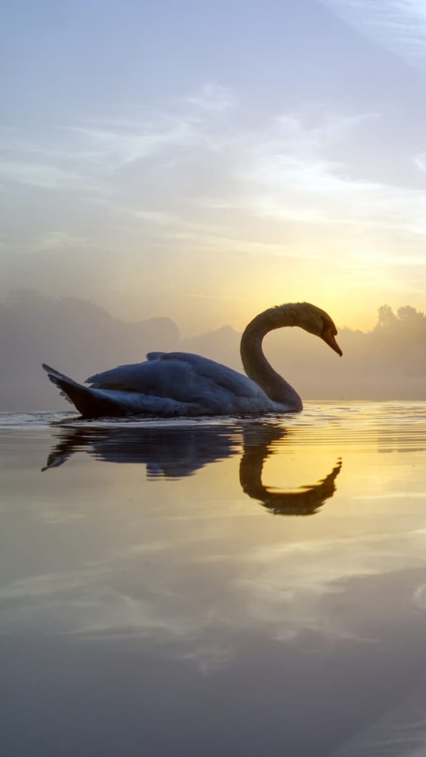 White swan with a curved neck glides on a calm lake during a golden sunset, creating a clear water reflection.