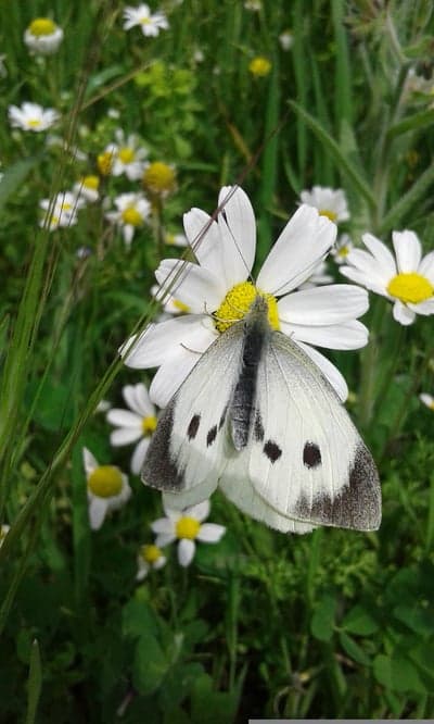 Macro Cabbage Butterfly on Daisy Meadow Mobile Wallpaper