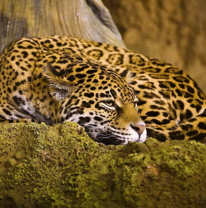 Jaguar with golden spotted fur rests on a mossy log with eyes closed in a tranquil, lush forest setting.