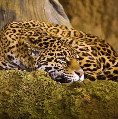 Jaguar resting on mossy log, camouflaged fur