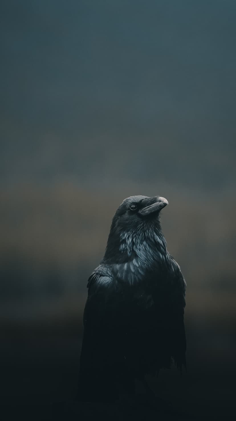 Black raven with iridescent feathers perches in a foggy dark forest, looking directly into the camera lens.