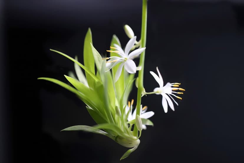 White spider plant flowers with yellow stamens bloom on a green stem against a dark blurred background.