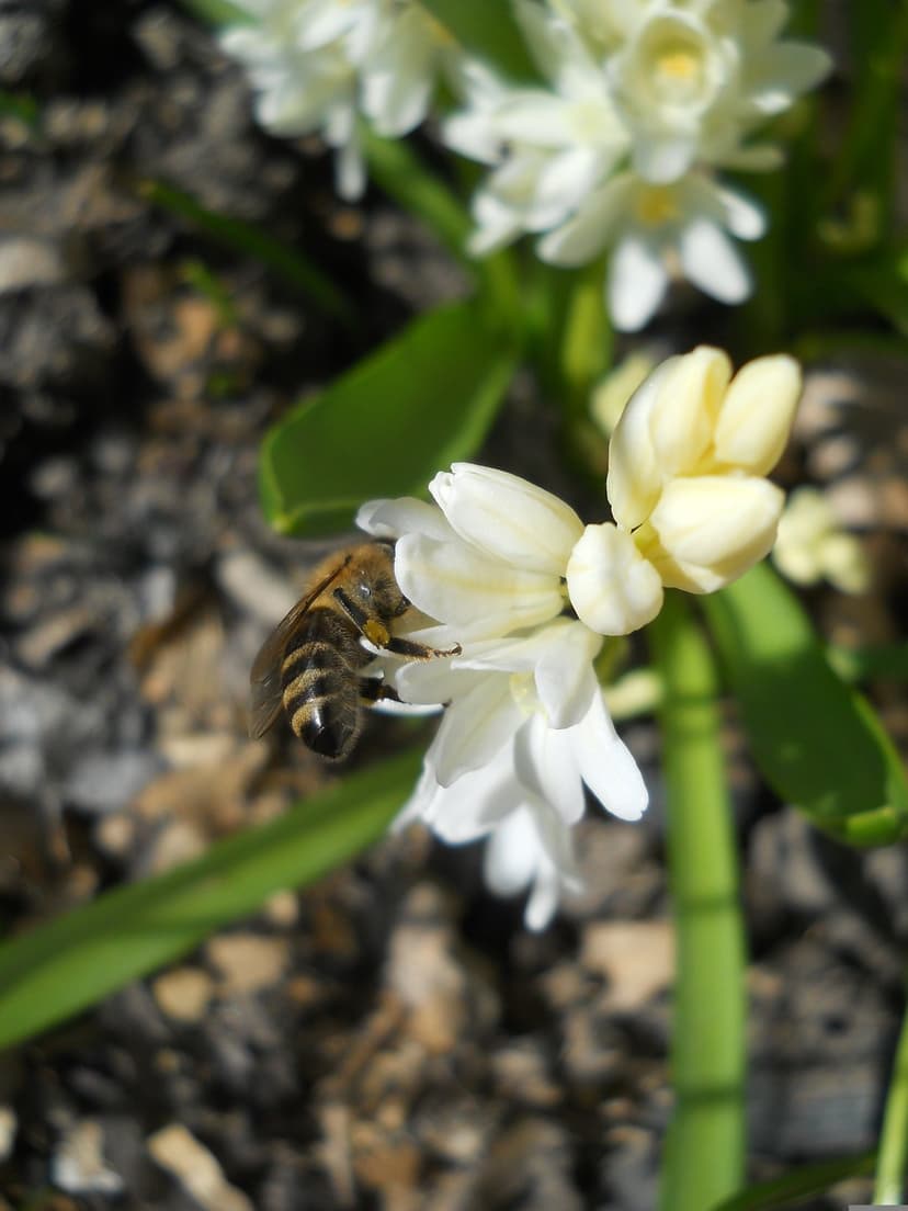 Striped honeybee pollinating a cluster of white blossoms against a blurred green and brown garden background.
