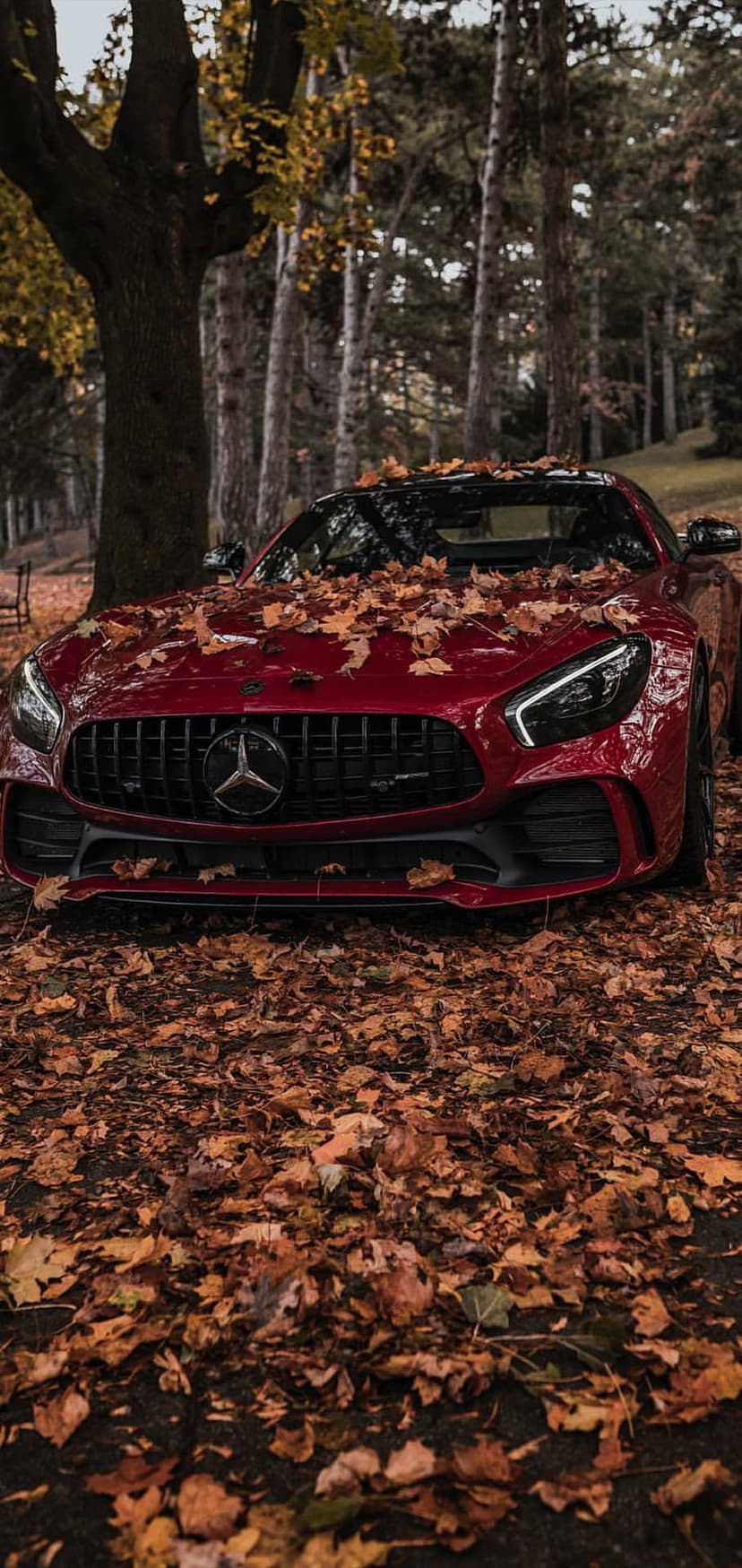 Red Mercedes-AMG GT coupe parked on a forest road covered in orange autumn leaves with trees in the background.