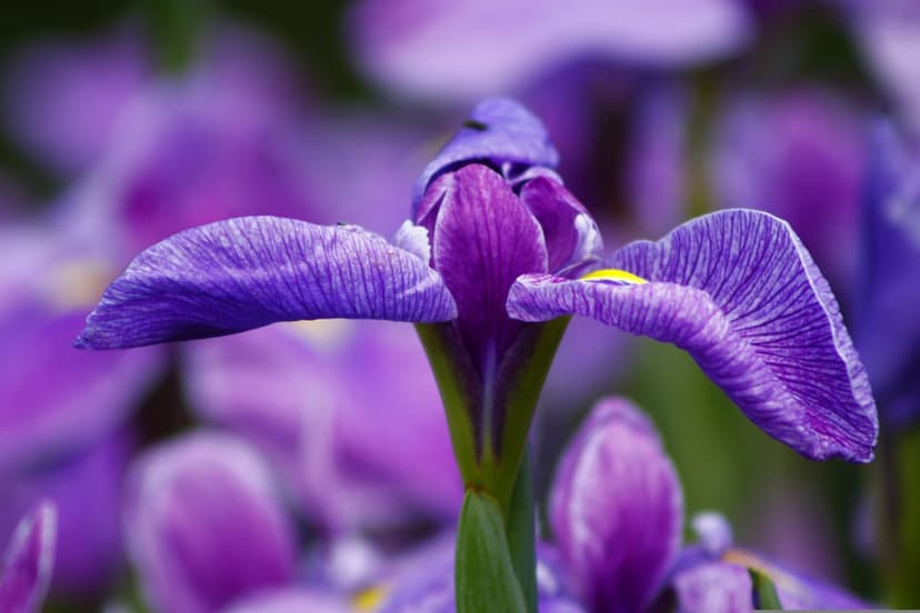 Purple iris flower displays detailed petal veins and velvety texture against a soft-focus botanical background.