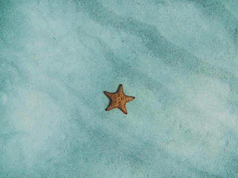 Starfish with five textured arms lies on pale blue sand featuring rippled wave patterns across the sea floor.