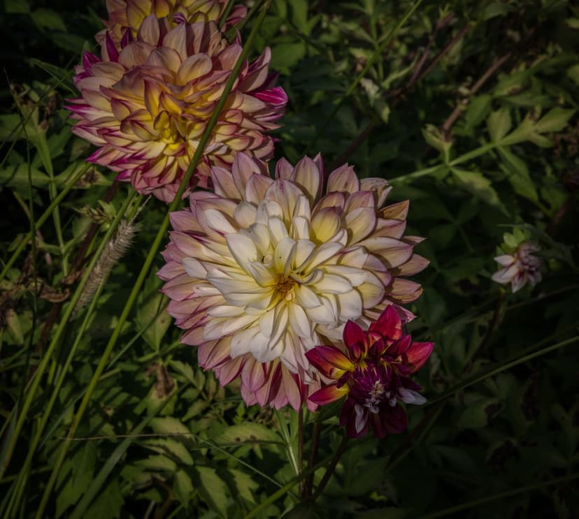 Pale pink and yellow dahlia flower petals in a garden setting with green leaves and red blooms in the background.