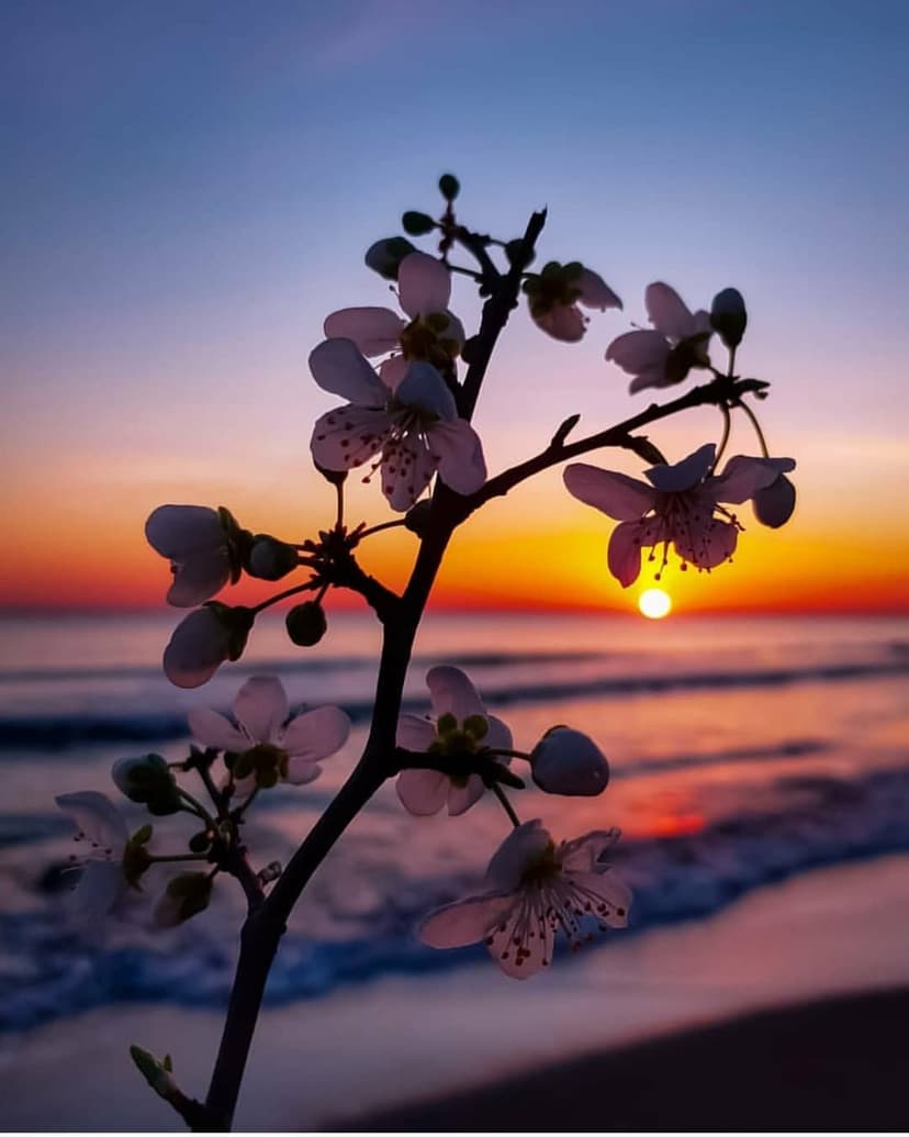 Cherry blossom branch silhouette in front of a purple and orange sunset sky over gentle ocean waves.