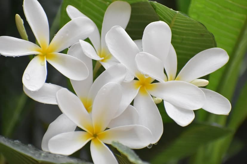 White plumeria flowers with yellow centers and water droplets rest against lush green tropical leaves.
