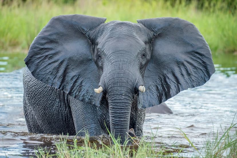 African elephant with spread ears and visible tusks stands partially submerged in a river with green background.