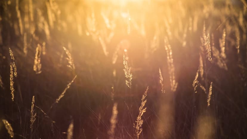 Tall wild grass stems illuminated by a warm golden sunset with a soft bokeh background and gentle lens flare.