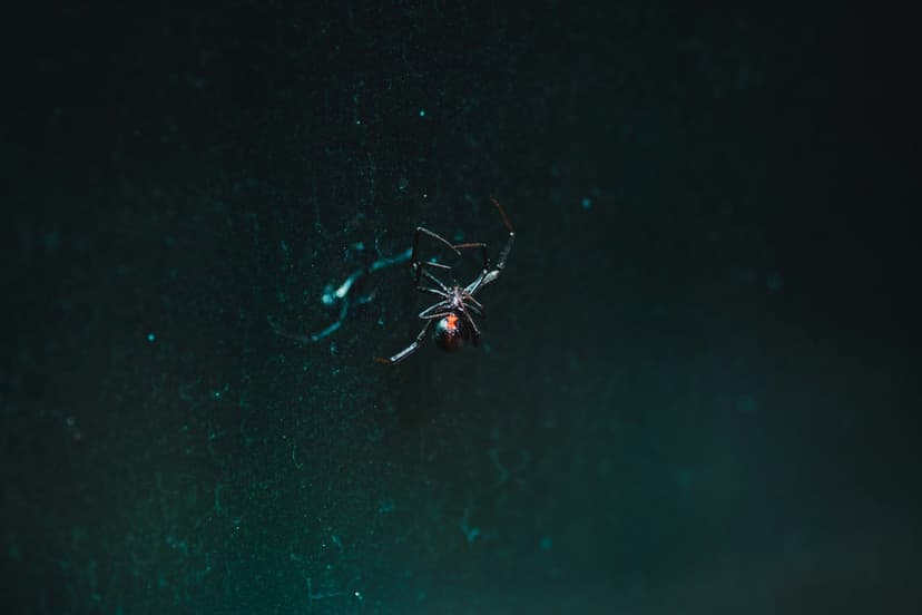 Black widow spider with a red hourglass abdomen hangs on thin silk web strands against a dark night background.