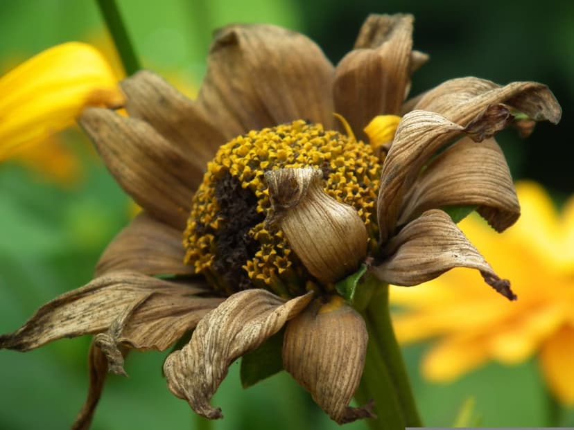 Withered brown flower with curled petals and a yellow seed center against a blurred bright yellow background.