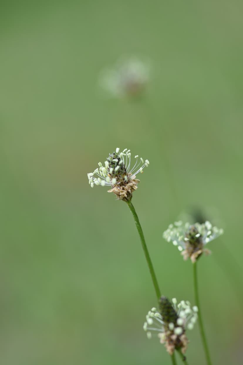 Tiny white flowers with slender petals and yellow stamens rest against a soft green bokeh background in macro.