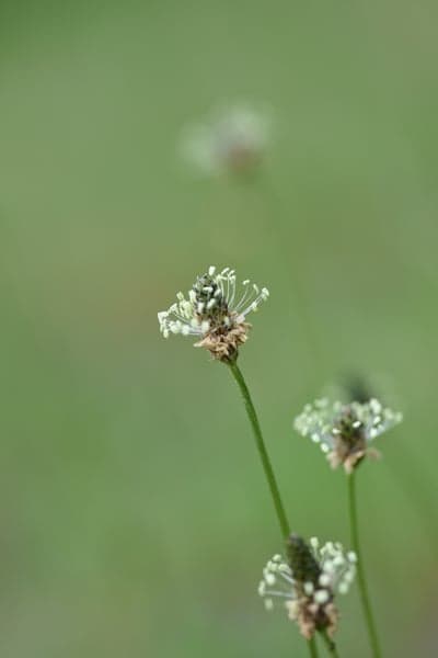 Close-up of delicate white flowers on green background