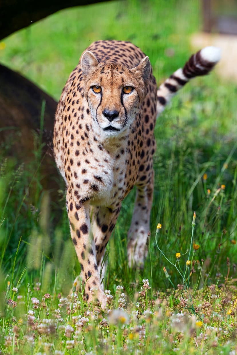 Cheetah with a spotted coat walks through green meadow grass and small flowers under bright natural sunlight.