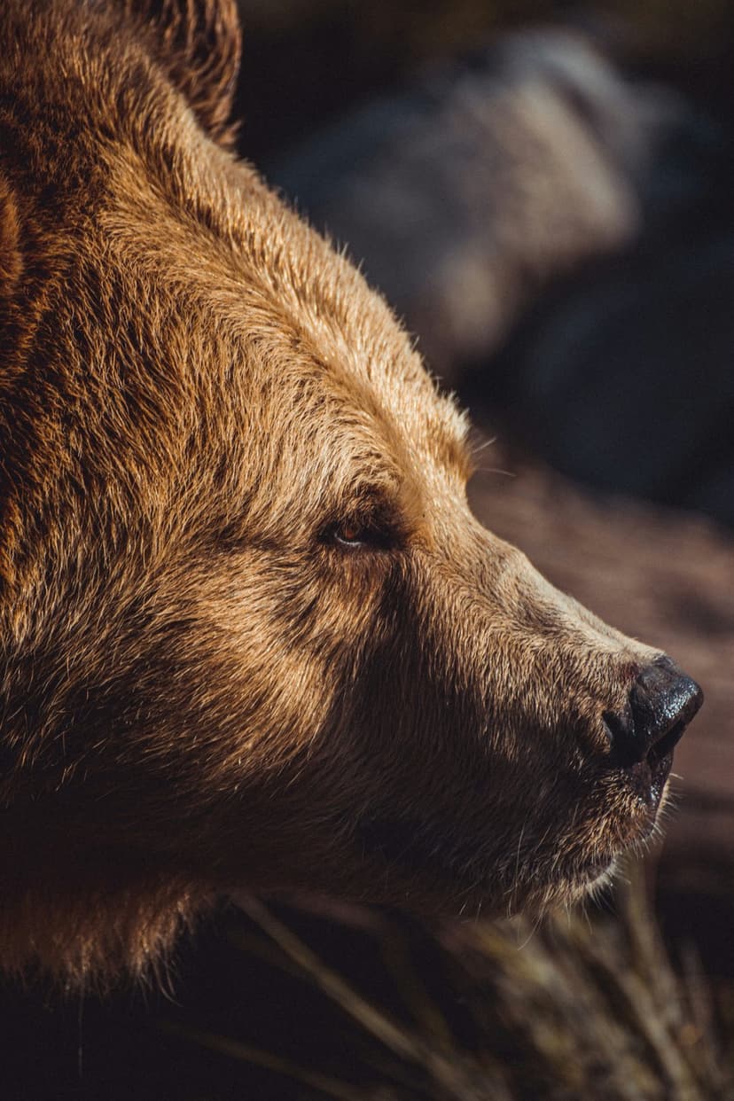 Brown bear side profile showing detailed fur, a dark snout, and a keen eye illuminated by soft natural light.