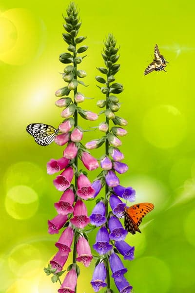 Purple Digitalis Garden with Butterflies Mobile Background