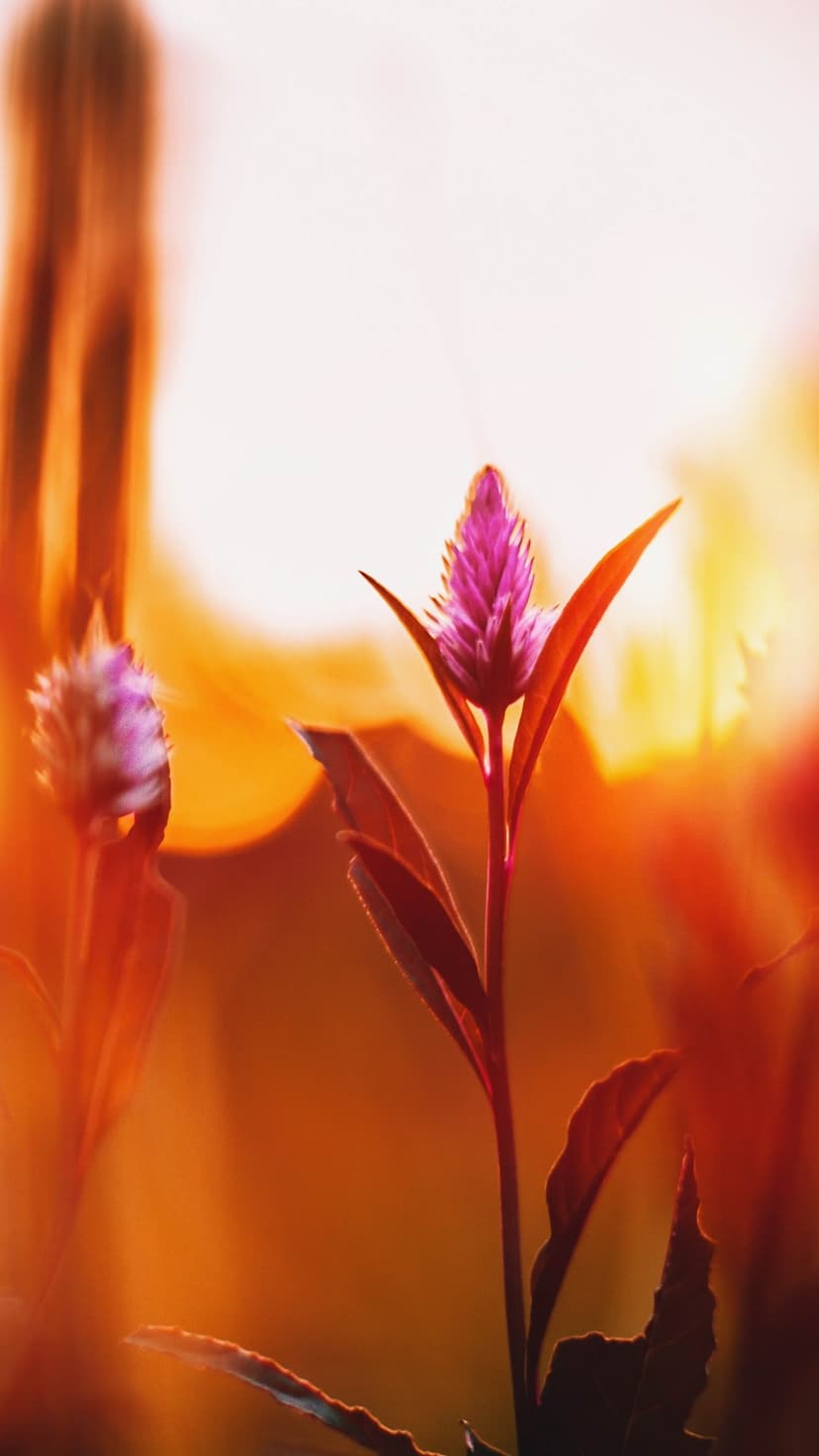 Slender purple-tipped flower silhouetted against a bright orange and white sunrise with soft bokeh background.