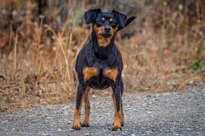 Miniature Pinscher with black and tan fur stands on a gravel path against a soft-focus autumn foliage backdrop.