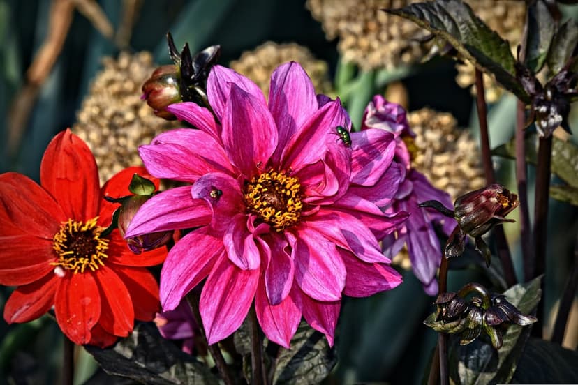 Red and fuchsia dahlia flowers in a garden with small insects on petals against blurred green foliage.