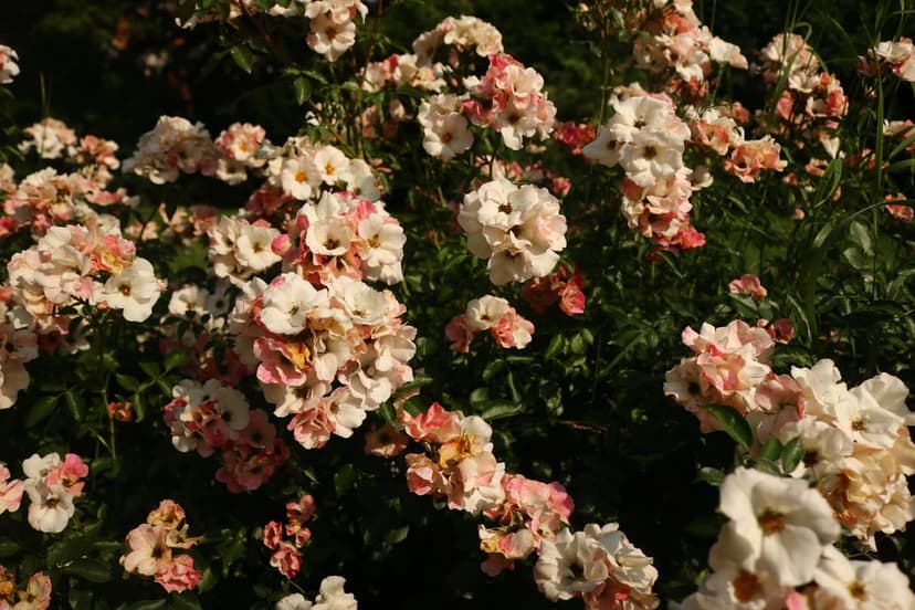 Pink and white roses bloom in dense clusters with soft petals and green leaves under natural sunlight.